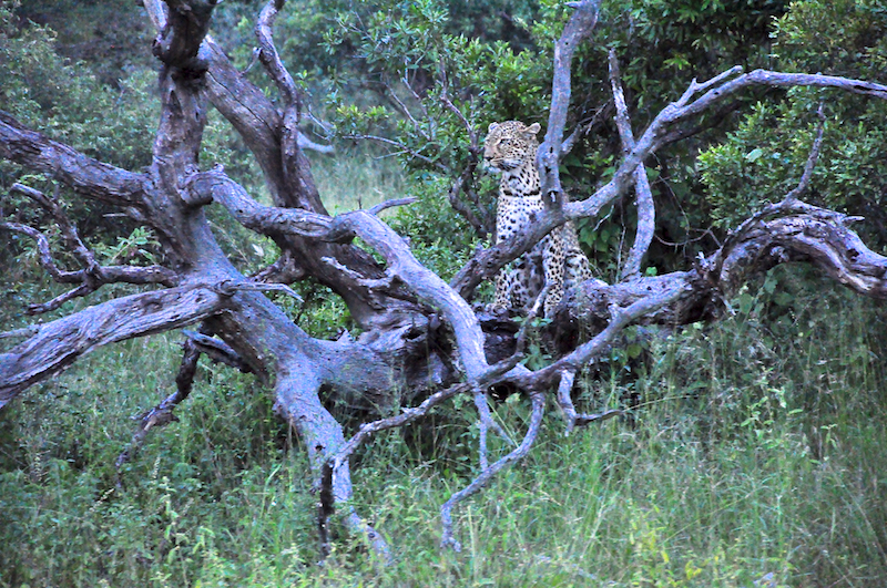 Melanie Heinrich - travel images - Lion Sands Private game reserver Hazyview